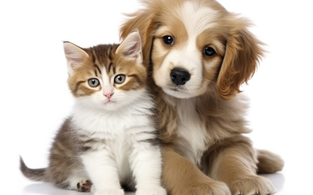 Care for animals – wyniki!